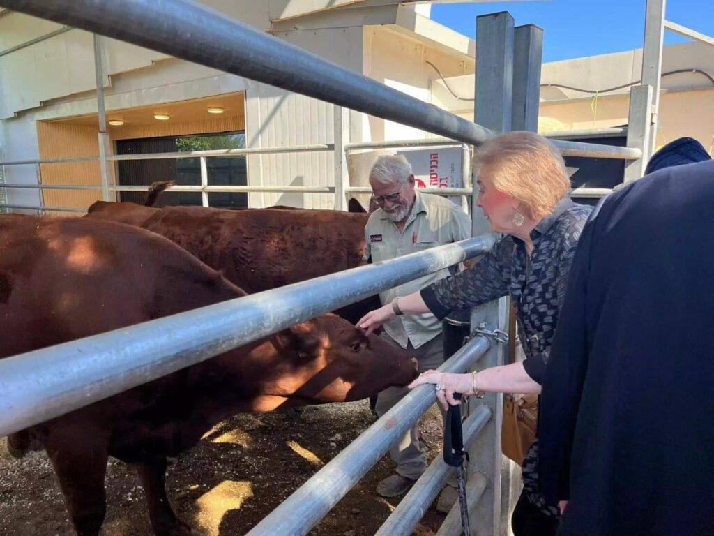 ABD Büyükelçisi ve Kızıl İnekler